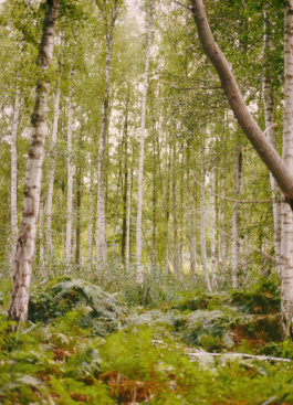 Birch forest floor covered in ferns
