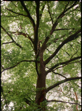 Looking up into a sunlit tree canopy